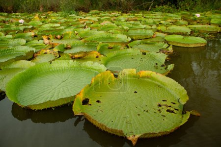 Photo for Exotic South American aquatic plants. View of Victoria cruziana colony, also known as Giant Amazon water lily, large round floating leaves, growing in the river shallows. - Royalty Free Image