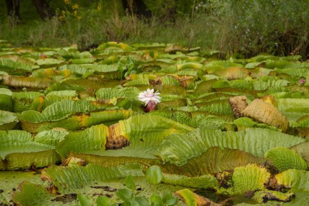 Foto de Planta acuática exótica Nenúfares gigantes, Victoria cruziana, con grandes hojas flotando en el río. - Imagen libre de derechos