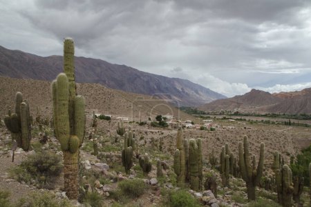 Wüstenflora. Panoramablick auf das Dorf Tilcara in der Wüste in Jujuy, Argentinien. Das trockene Tal mit vielen riesigen Kakteen, Echinopsis atacamensis und den Bergen im Hintergrund.  