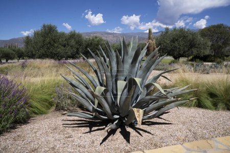 Photo for Landscaping. Winery garden with big blue Agave americana, also known as  Sentry plant. - Royalty Free Image