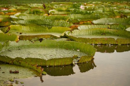Photo for Exotic South American aquatic plants. Closeup view of Victoria cruziana colony, also known as Giant Amazon water lily, large round floating leaves, growing in the river shallows. - Royalty Free Image