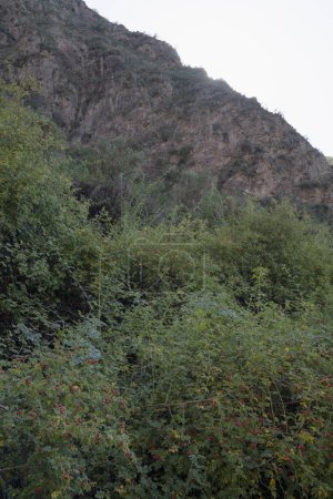 Foto de Rosa rubiginosa, también conocida como Rosa Mosqueta, hojas verdes y bayas rojas maduras, creciendo en el cañón rocoso. - Imagen libre de derechos