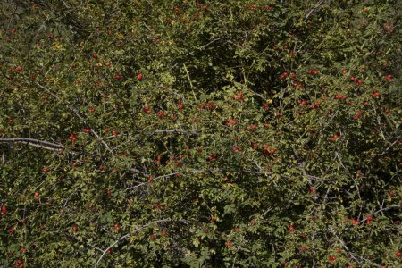 Foto de Rosa rubiginosa, también conocida como Rosa Mosqueta, hojas verdes y bayas rojas maduras, que crecen en el bosque. - Imagen libre de derechos