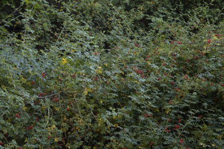 Foto de Rosa rubiginosa, también conocida como Rosa Mosqueta, hojas verdes y bayas rojas maduras, que crecen en el bosque. - Imagen libre de derechos