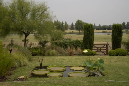 Foto de Diseño de jardín. Vista de un estanque con plantas acuáticas como Victoria cruziana con hojas flotantes verdes gigantes y Xin Jin Xia loto con una flor blanca floreciendo en el parque. - Imagen libre de derechos