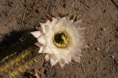 Téléchargez les photos : Flore du désert. Vue du dessus des cactus Echinopsis candicans, grande fleur de pétales blancs, fleurissant dans la nature. - en image libre de droit