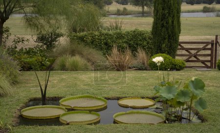 Foto de Diseño de jardín. Vista de un estanque con plantas acuáticas como Victoria cruziana con hojas flotantes verdes gigantes y Xin Jin Xia loto con una flor blanca floreciendo en el parque. - Imagen libre de derechos