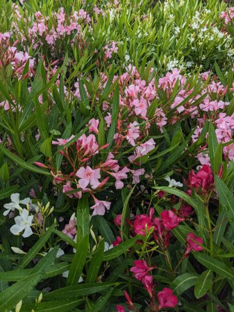 Foto de Aceitunas de diferentes colores en plena floración. - Imagen libre de derechos
