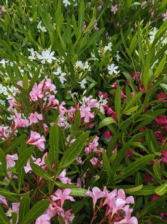 Photo for Oleanders of different colors in full bloom. - Royalty Free Image