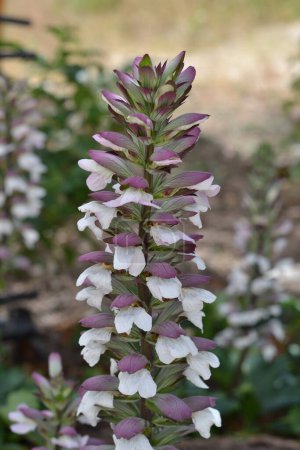 Photo for An acanthus spike in full bloom during springtime - Royalty Free Image