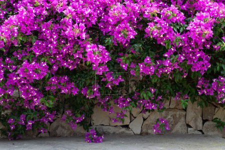 Photo for Beautiful boganvillea hedge in bloom - Royalty Free Image