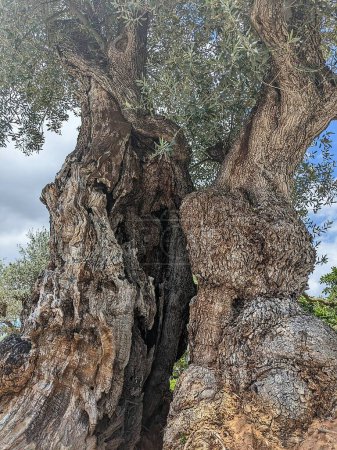Photo for Split trunk of a very old olive tree. - Royalty Free Image