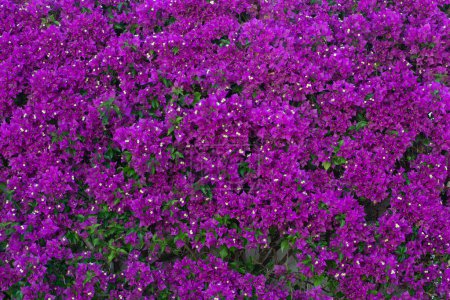 Photo for Bougainvillea with purple flowers covering a wall in full bloom. - Royalty Free Image