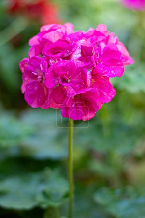 Photo for Beautiful geranium with pink petals in full bloom. - Royalty Free Image