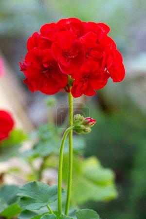 Hermoso geranio con pétalos rojos en plena floración.