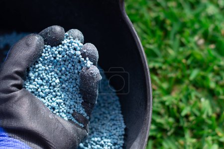 Bucket of blue chemical fertilizer in granular format ready to be applied to garden plants. Garden maintenance concept.
