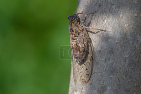 Foto per Cicala appollaiata su un albero che canta per attirare le femmine. - Immagine Royalty Free