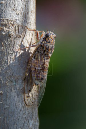 Foto per Cicala appollaiata su un albero che canta per attirare le femmine. - Immagine Royalty Free