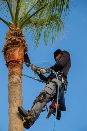 Photo for Palm tree pruner cleaning a washingtonia palm tree with blade and safety harness. Palm tree cleaning concept. - Royalty Free Image