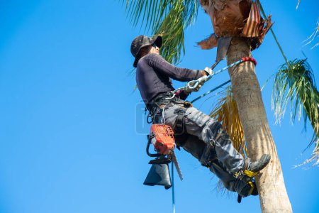 Photo for Palm tree pruner cleaning a washingtonia palm tree with blade and safety harness. Palm tree cleaning concept. - Royalty Free Image