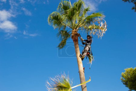Foto de Podadora de palmeras limpieza de una palmera washingtonia con hoja y arnés de seguridad. concepto de limpieza de palmeras. - Imagen libre de derechos