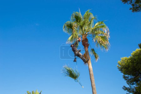 Photo for Palm tree pruner cleaning a washingtonia palm tree with blade and chainsaw and safety harness. Palm tree cleaning concept. - Royalty Free Image