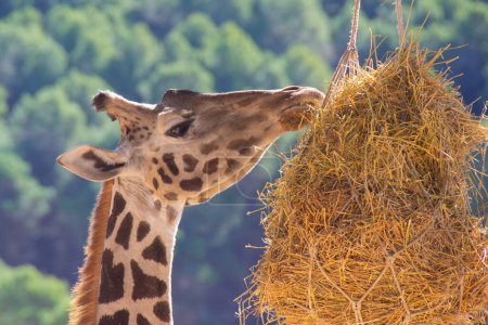 Photo for Close-up of the head of a captive giraffe eating hay in Aitana safari park, Spain, outside during the day. - Royalty Free Image