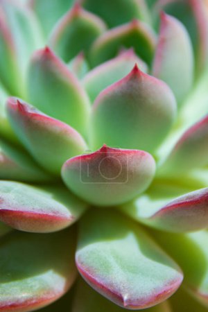 Photo for Detail of the leaves of an echeveria derenbergii. Macro image with natural light contrast. - Royalty Free Image