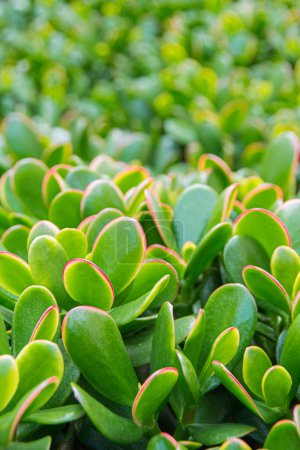 Foto de Detalle de cerca de un grupo de plantas de jade. Fotografía macro tomada en un jardín con luz natural al aire libre. - Imagen libre de derechos