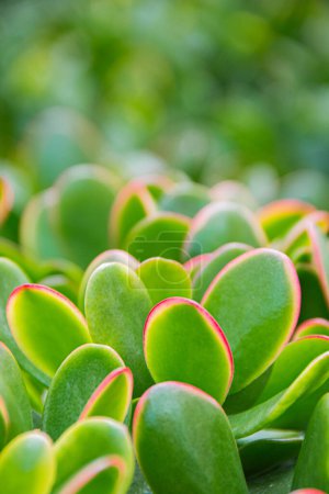 Close-up detail of a group of jade plants. Macro photograph taken in a garden with natural light outdoors.