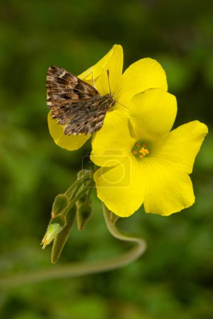 Photo for Butterfly on a yellow flower of the oxalis plant on a bright sunny day. Pollen collection - Royalty Free Image