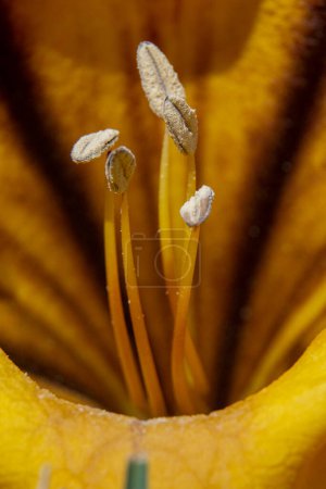 Photo for Flower stamens of a solandra grandiflora illuminated by sunlight. Macro image. - Royalty Free Image