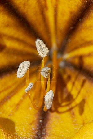 Staubgefäße einer Solandra grandiflora, die vom Sonnenlicht erhellt wird. Makrobild.