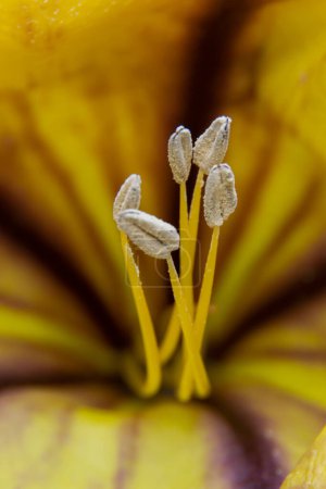 Photo for Flower stamens of a solandra grandiflora illuminated by sunlight. Macro image. - Royalty Free Image