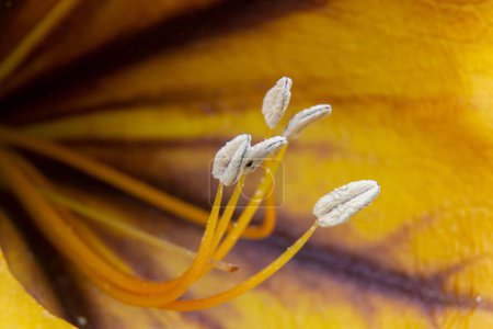 Flower stamens of a solandra grandiflora illuminated by sunlight. Macro image