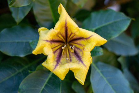 Photo for Flower of a solandra grandiflora with large stamens in a garden - Royalty Free Image