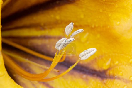 Staubgefäße einer Solandra grandiflora mit Wassertröpfchen, die vom Sonnenlicht beleuchtet werden. Makrobild