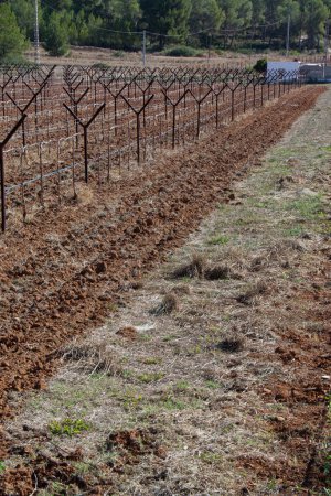 Viñedo con viñas podadas en invierno. Cultivo en trellises. Viticultura.