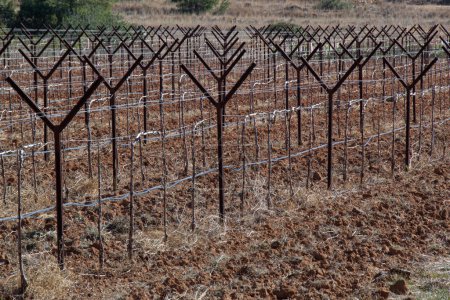 Foto de Cultivo de vid en trellises en estado de inactividad invernal en España - Imagen libre de derechos