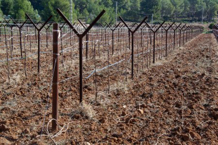 Foto de Líneas de enredaderas cultivadas en trellises con riego automático cultivadas en España. - Imagen libre de derechos