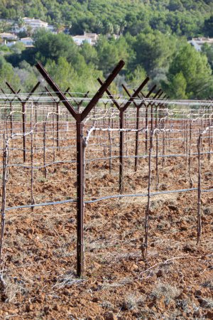 Photo for Trellising with wires in a vineyard. Vines at rest. - Royalty Free Image