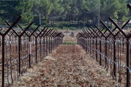 Trellised vine cultivation during winter dormancy with a tractor in the distance. Pruned vines.