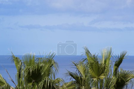 Photo for Panoramic view with the sea in the background, palm trees in the foreground and blue sky and clouds on a sunny day in Spain. Horizon of the ocean. - Royalty Free Image