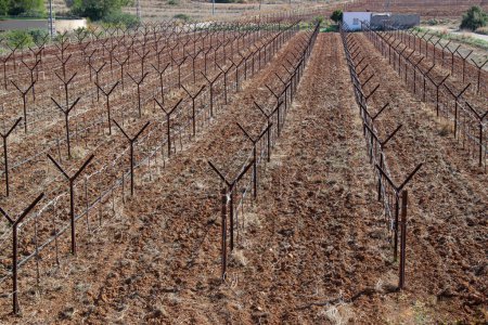 Vine cultivation on symmetrically placed trellises.