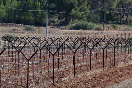 Plantación de vides de uva en España.