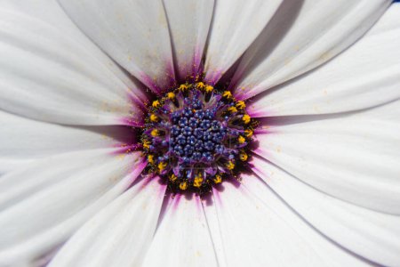 Anther und Blütenblätter einer weißen Dimorphoteca. Makroaufnahme mit natürlichem Licht.