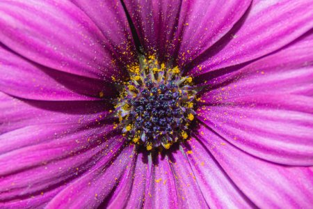 El polen de la dimorfoteca violeta eklonis a la luz brillante del sol. Imagen macro.