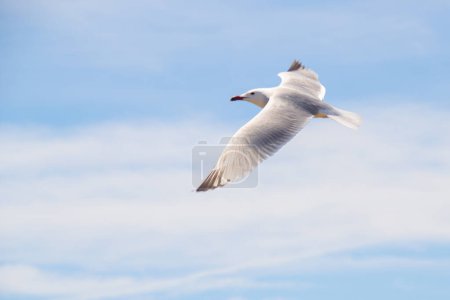 Photo for Seagull flying through the sky with wings fully spread. Andouin's gull flying in the Ebro Delta. - Royalty Free Image
