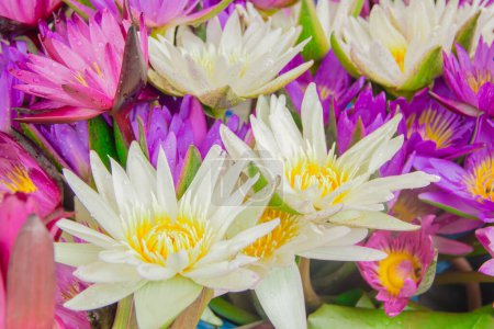 Close up beautiful lotus