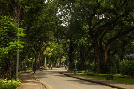 Téléchargez les photos : Plante d'arbre et voie asphaltée dans le parc public - en image libre de droit
